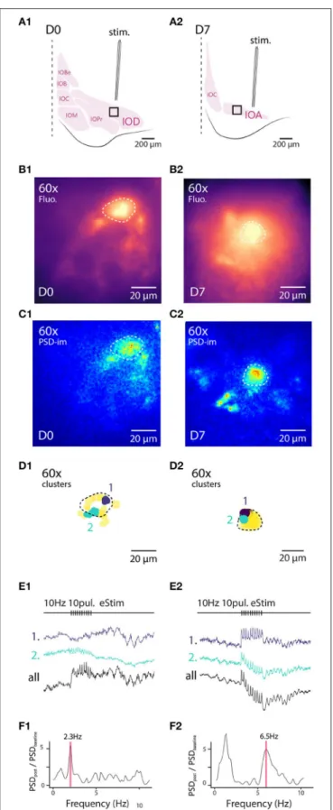 FIGURE 6 | High-resolution 1-photon voltage imaging of STO. Example of 2 IO neurons and their close environment from D0 (A1–F1) and D7 (A2–F2) imaged at high magnification with 120 Hz sampling rate (120 Hz)