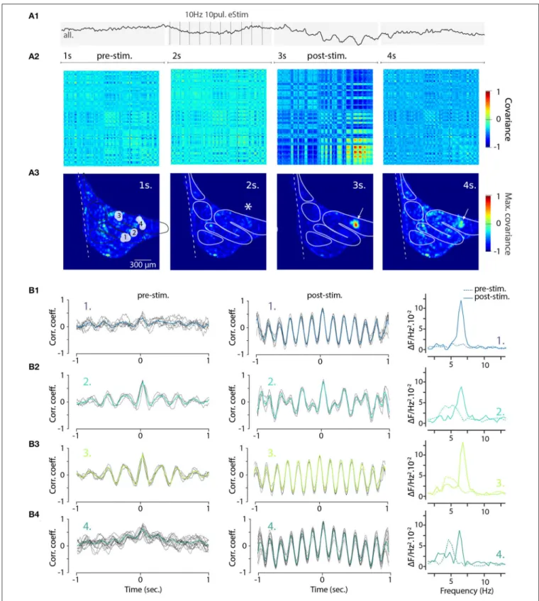 FIGURE 7 | Increased coherence and frequency-shift of STO from wide-field recorded IO neurons after electrical stimulation