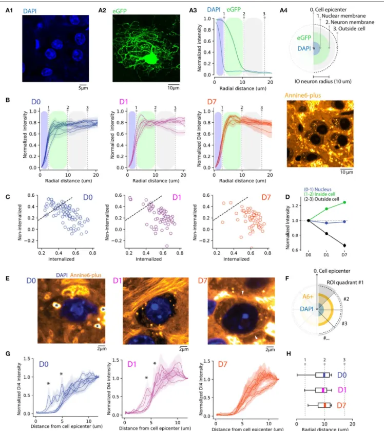 FIGURE 2 | Quantifying A6+ internalization by IO neurons. (A) Defining subcellular boundaries of IO neuron somata using cytosolic (eGFP) and nuclear (DAPI) labeling.