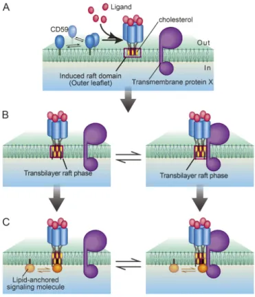 Figure 10. Schematic model showing the CD59 signal transduction mediated by the transbilayer raft phase, which recruits lipid-anchored signaling molecules at the ligated, stabilized CD59 cluster domains in the PM outer leaflet, inducing enhanced interactio