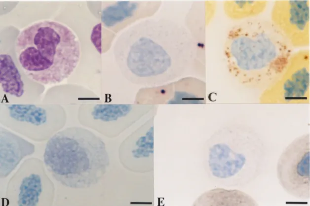 Fig. 3.  Neutrophils from inshore hagfish infested with Ceratomyxa sp. A, May-Grünwald·Giemsa [PN=51 (See Kondo et al