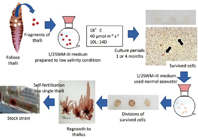 Fig. 1.　Process for making low salinity tolerant strains using cell selections within Pyropia tenuipedalis thalli.