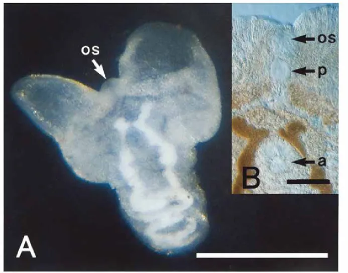 Fig. 1.　 Metacercaria (species unidentified) extracted from cyst in current study. The metacercaria located under (in  the skin) or in (in the soft ray) the black spot