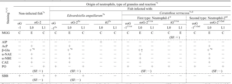 Table 1.　 Comparison of neutrophil granules (chromophobic granule, G) from red seabream Pagrus major (modified from Kondo et al