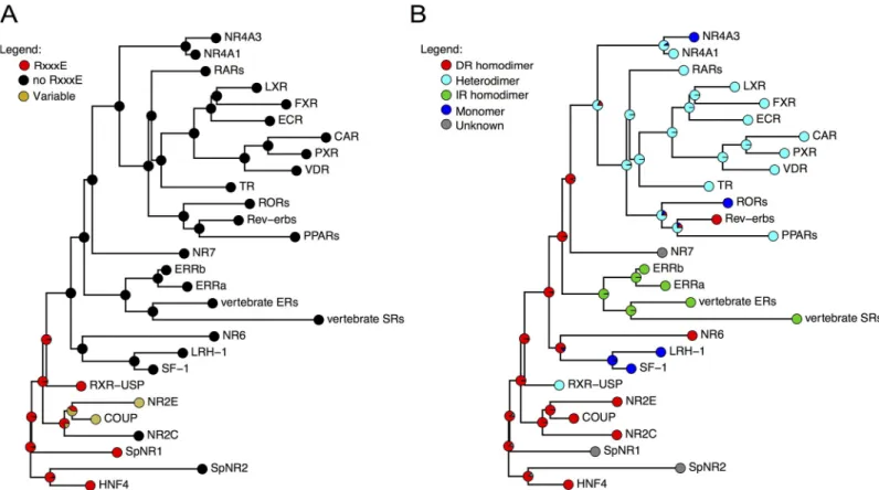 Fig 3. Evolution of the RxxxE motives compared to the dimerization modes during the history of the NR family