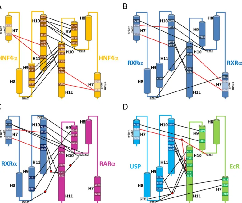 Fig 4. Schematic representation of the dimer stabilizing bonding interactions. The set of α-helices H7 to H11 of each subunit of the LBD dimer is represented by cylinders