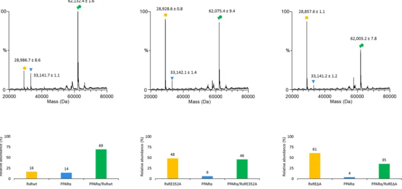 Fig 6. Heterodimerization capacity of wild-type (wt) RXRα LBD and mutant E352A and ΔE352 RXR LBD with PPARalpha