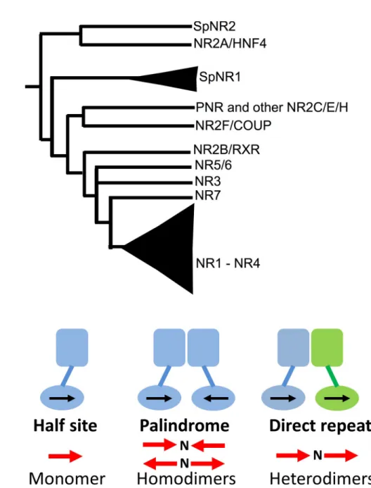 Fig 1. (A) Simplified consensus tree of NR phylogeny based on Bridgham et al., 2010 [9]