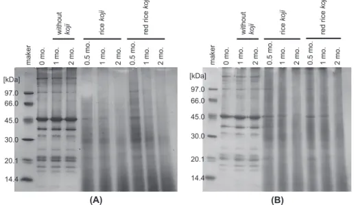 Fig. 5  Changes in SDS-PAGE patterns of kamaboko proteins during fermentation (A) 20% ethanol concentration (B) 40% ethanol concentration