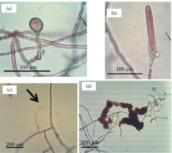 Fig. 5.　 Photographs of normal spherical cell under 10ºC (a), normal uniseriate thalli under 15ºC (b),  bleached spherical cell under 25ºC (c) and morphological abnormality of uniseriate thalli  under 25ºC (d) of Pyropia tenuipedalis.