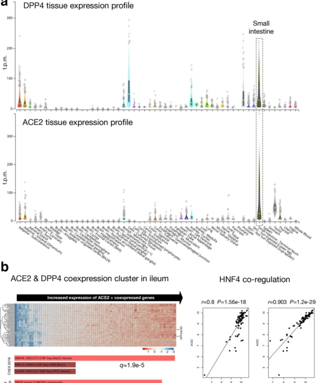 Fig. 2. Co- expression profile of angiotensin- converting enzyme 2 (ACE2) and dipeptidyl peptidase 4 (DPP4)
