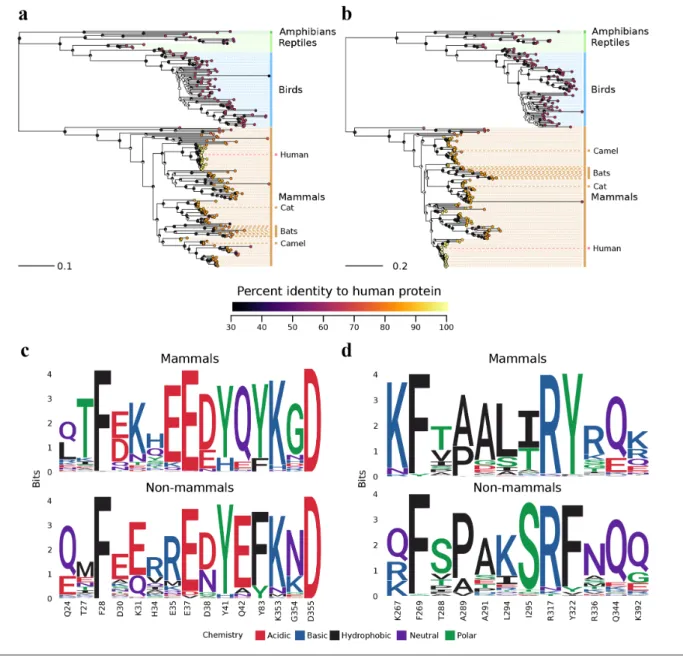 Fig. 3. Evolutionary relationships of ACE2 and DPP4 proteins across various animal species