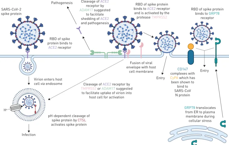 FIGURE 7 Proposed functions of host airway epithelial cell molecules for interaction with SARS-CoV-2