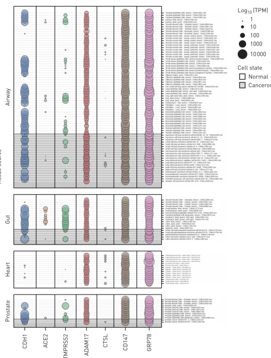 FIGURE 3 Promoter activity for SARS-CoV-2-related genes from the FANTOM5 cap analysis of gene expression (CAGE) dataset