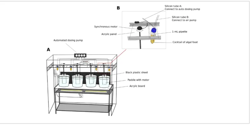 Figure 2: Culture system for O. dioica.