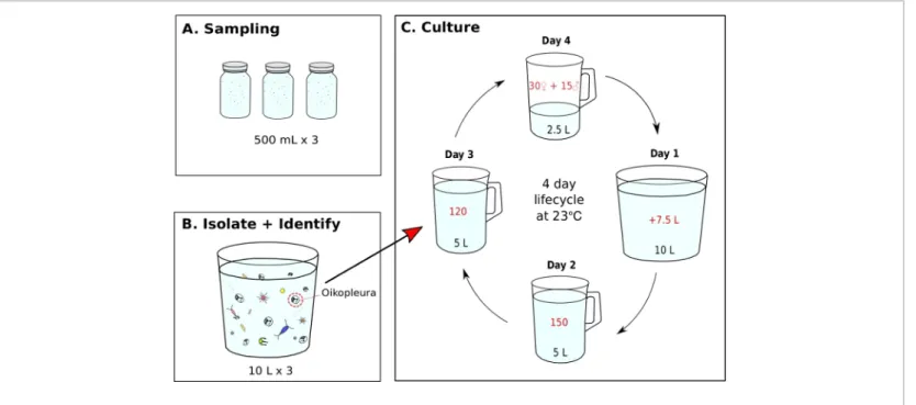 Figure 7: Flow chart for initiating O. dioica monoculture.