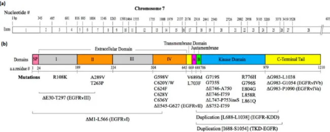 Figure 1. Schematic diagrams of the domains of EGFR and oncogenic mutation sites. (a) Exons encoding the human EGFR protein (EMBL/GenBank Accession No