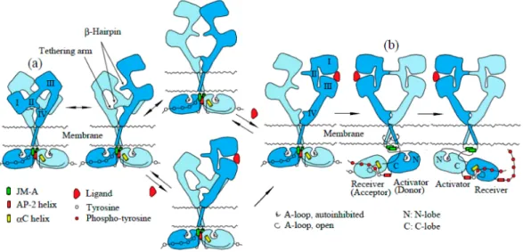 Figure 2. Model for the activation of EGFR by ligand binding. EGFR exists in dimeric form, stabilized through the interaction of the intracellular domains, the transmembrane domains, and the extracellular C-terminal regions of Subdomain IV