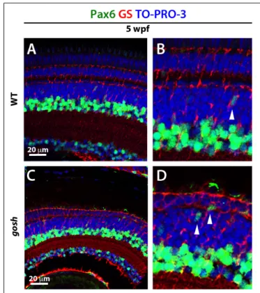 FIGURE 5 | Müller glia express Sox2 during the regeneration response in gosh mutants. Wild-type and gosh mutant retinas at 5 wpf labeled with anti-Sox2 and anti-PCNA antibodies, and DAPI