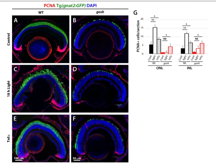 FIGURE 7 | Proliferation of Müller glia and rod precursor cells is not activated by light-induced damage, but by TNF α in gosh mutants at 3 wpf