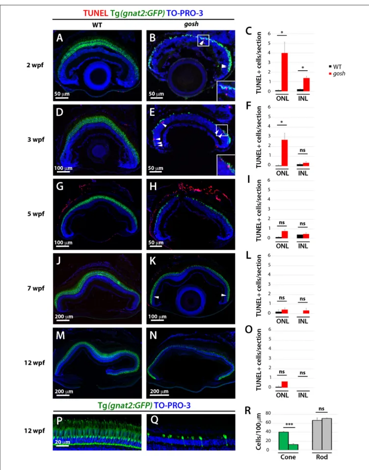 FIGURE 1 | Continued