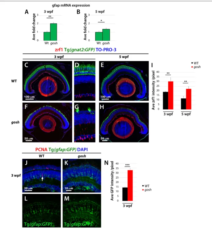 FIGURE 3 | Non-proliferative gliotic response in gosh mutants at 3 wpf. (A,B) Upregulation of GFAP mRNA expression in gosh samples at 3 and 5 wpf compared with control samples