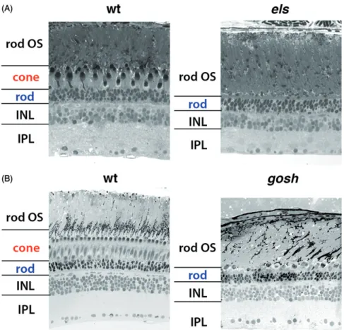 Figure 4. Retinal phenotypes of zebrafish pde6c and aipl1b mutants. (A) Semi-thin sections of zebrafish wild-type and pde6c (els) mutant retinas at 6 mpf
