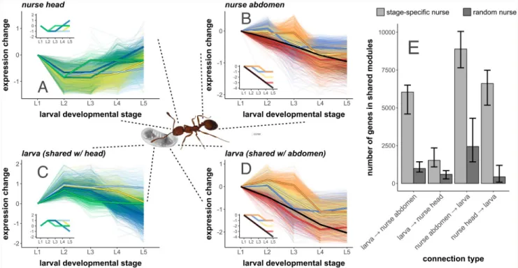 Fig 2. Nurse and larval transcriptomes show strong signatures of gene co-expression across larval development