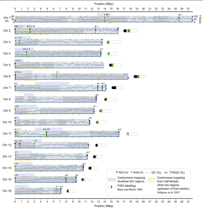 Fig. 2 Assembly overview. An overview of the 16 linkage groups or chromosomes of Amel_HAv3 after anchoring and orienting the contigs according to the genetic map [38]