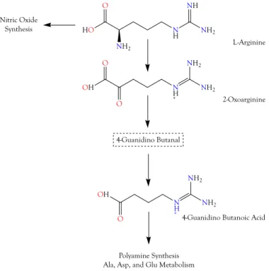 Figure  5.  The  guanidino  group  of  L-arginine  is  utilized  in  the  production  of  nitric  oxide  (NO)