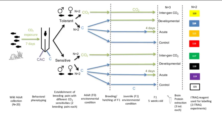 FIGURE 1 | Schematic of experimental design from wild adult fish collection, behavioural testing, environmental CO2 exposure treatments and Proteome iTraq experimental design.