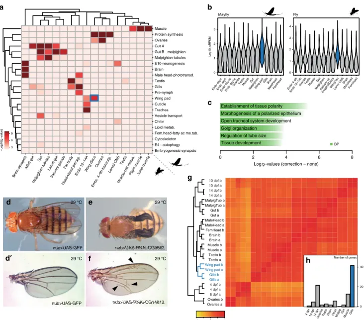 Fig. 5 Transcriptomic conservation of wings and other insect tissues. a Heatmap showing the level of raw statistical signi ﬁ cance, using upper-tail hypergeometric tests, of orthologous gene overlap between modules from C