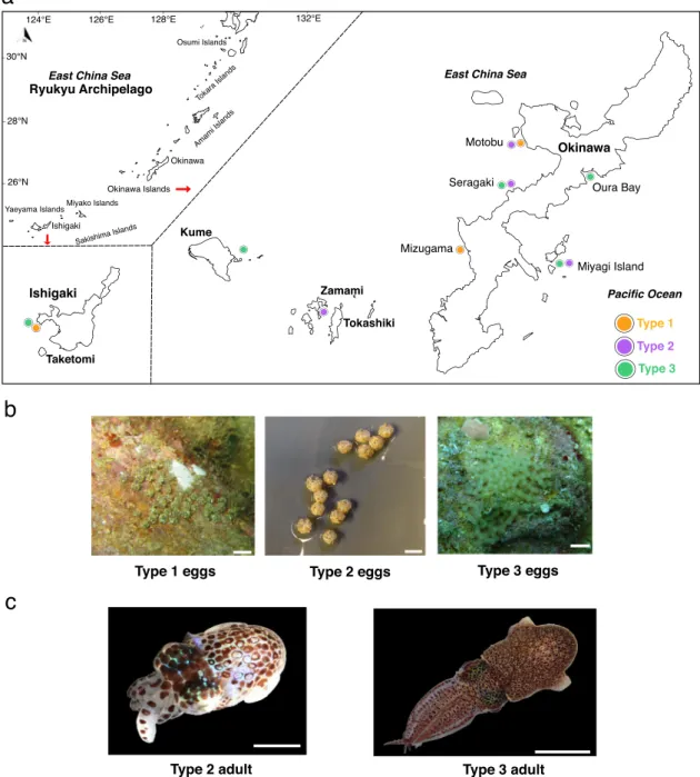 Fig. 1 Ryukyuan bobtail collection sites, eggs masses, and adult morphotypes. a Ryukyu Archipelago collection sites