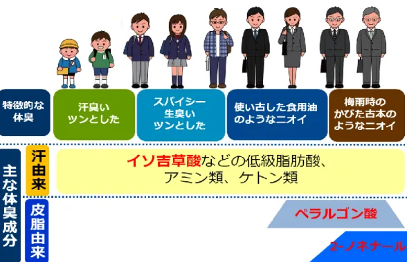 Fig. 2.8 Difference in body odor between generations (image figure)  13)