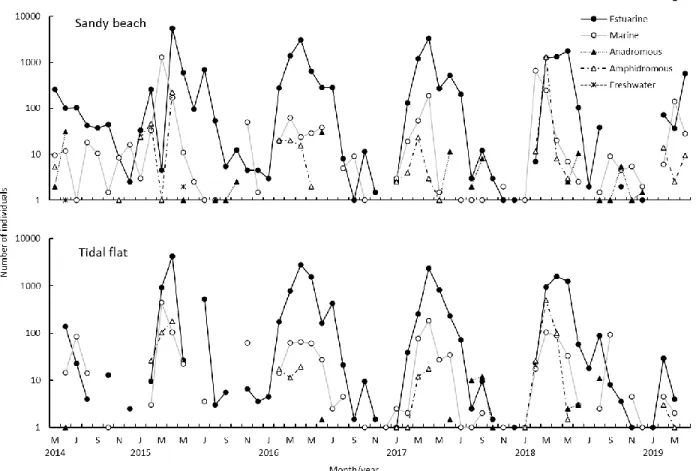 Fig. 7 Monthly changes of number of individuals by life-cycle categories in the sandy beach (upper) and tidal flat (lower) in the inner Tokyo Bay.