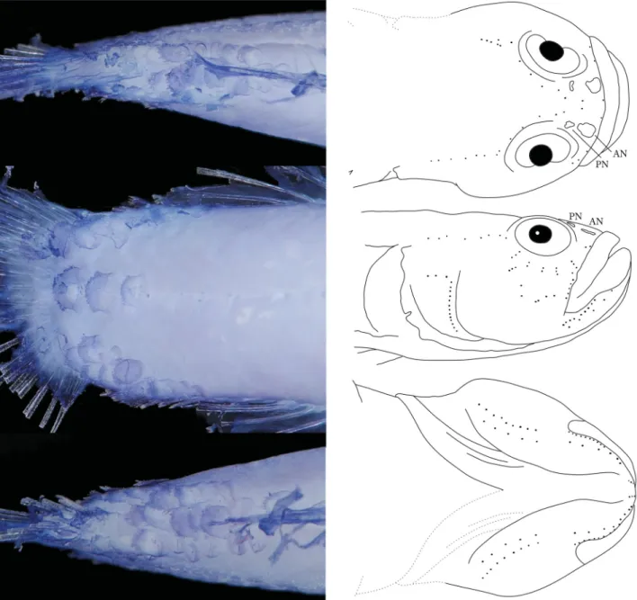 FIGURE 3. Picture of the caudal peduncle, stained with cyanine-blue solution to show scale arrangements (left) and schematic  illustrations of cephalic sensory papillae (right) of Larsonella pumilus (OCF-P 3808, 21.6 mm SL) in dorsal (top), lateral  (mid-d