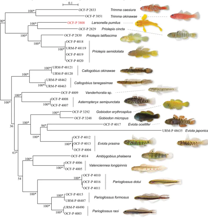 FIGURE 6. Molecular phylogeny of Larsonella pumilus and 19 related goby species from the Ryukyu Archipelago