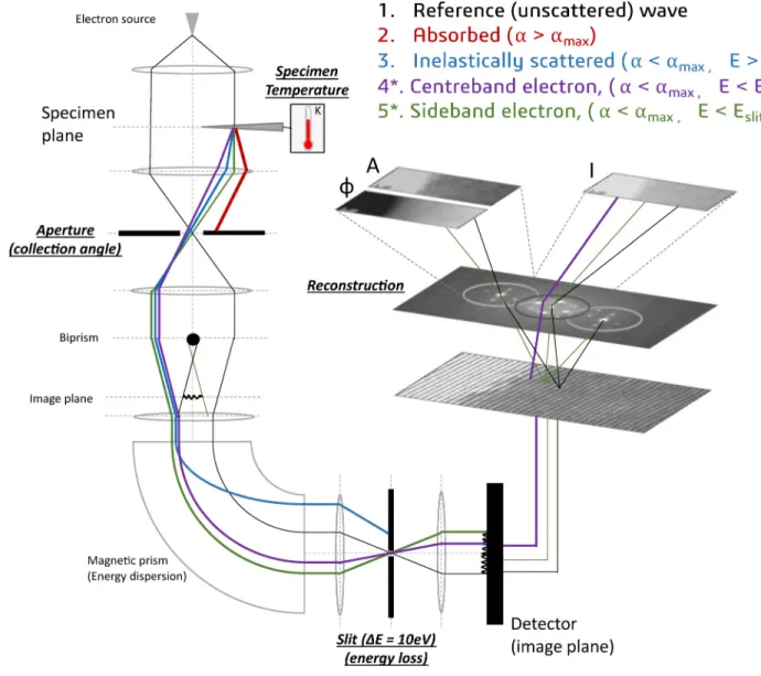 FIG. 3. Schematic overview of the experimental system, with an illustration of how various different scattering processes contribute to the mean signals reconstructed from the hologram