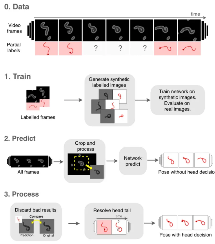 Fig 4. The WormPose pipeline. (0) We use classical image processing methods to extract partial labels of simple, non-coiled postures, and then apply a CNN-based approach to complete the missing frames which result from complex images