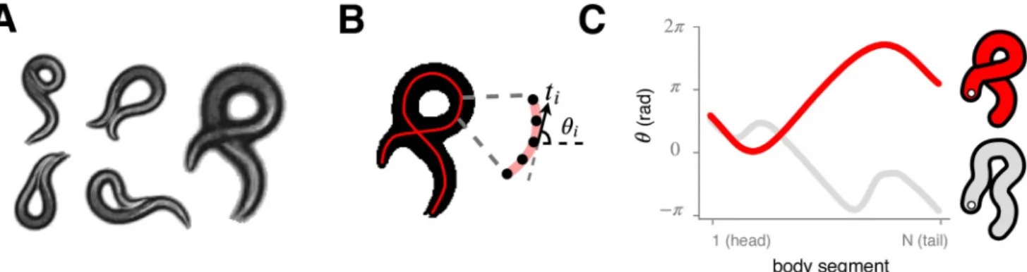 Fig 1. The nematode C. elegans naturally exhibits a variety of coiled shapes which challenge the determination of the centerline posture, a fundamental component for quantitative behavioral understanding