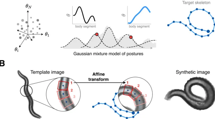 Fig 2. We combine a generative model of worm posture with textures extracted from real video to create realistic yet synthetic images for a wide variety of naturalistic postures, including coils, thus avoiding the need for manually-annotated training data