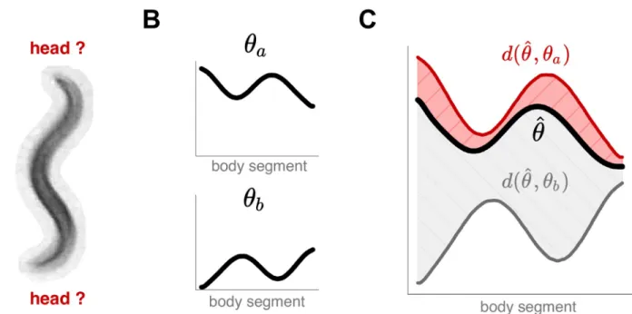 Fig 3. We train a convolutional network to associate worm images with an unoriented centerline to overcome head-tail ambiguities which are common due to worm behaviors and imaging environments