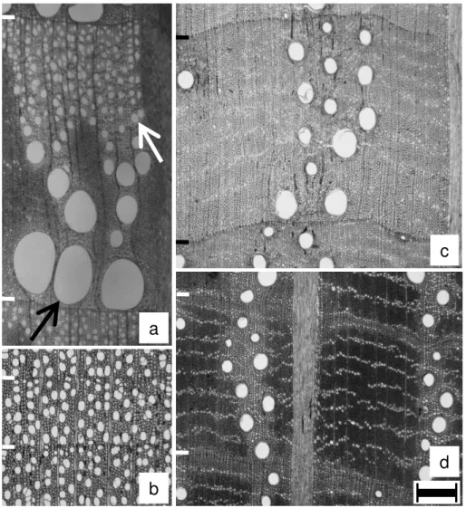 Figure 1. Light micrographs of cross sections in deciduous (a,b) and evergreen (c,d)
