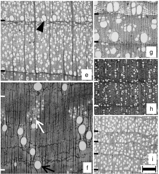 Figure 2. Light microphotographs of cross sections in deciduous (e) and evergreen (f –