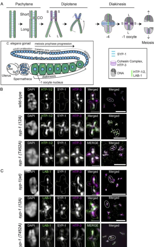 Figure 6.  Phosphorylation of SYP-1 is re- re-quired for the asymmetric localization of  fac-tors involved in chromosome segregation