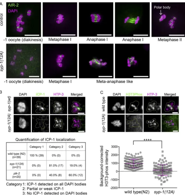 Figure 7.  SYP-1 phosphorylation is required for correct localization of CPC components (AIR-2 and ICP-1) and the CPC-guiding histone mark (H3T3ph)