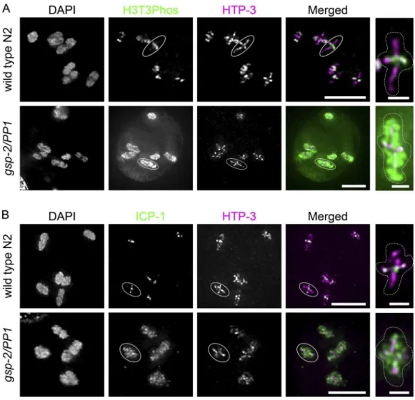 Figure 8.  GSP-2/PP1 restricts the CPC-guiding histone mark H3T3ph and ICP-1 to short arms