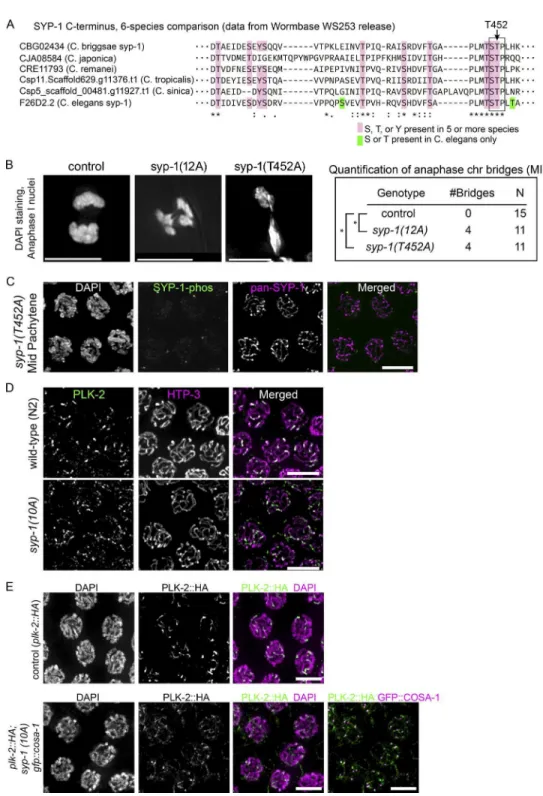 Figure S1.  Conservation of the SYP-1 PBD-binding motif among six nematode species, and characterization of syp-1 phospho mutants