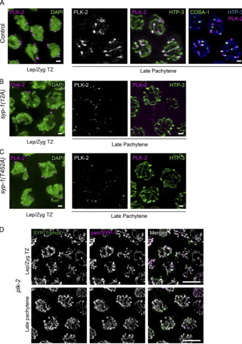 Figure 3. Phosphorylation of SYP-1 at  Thr452 (PBD-binding motif) is required for  PLK-2 relocalization from the PC to the SC