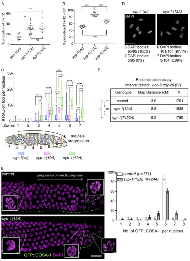 Figure 5.  Phosphorylation of SYP-1 is required for timely progression through meiotic prophase and affects CO distribution